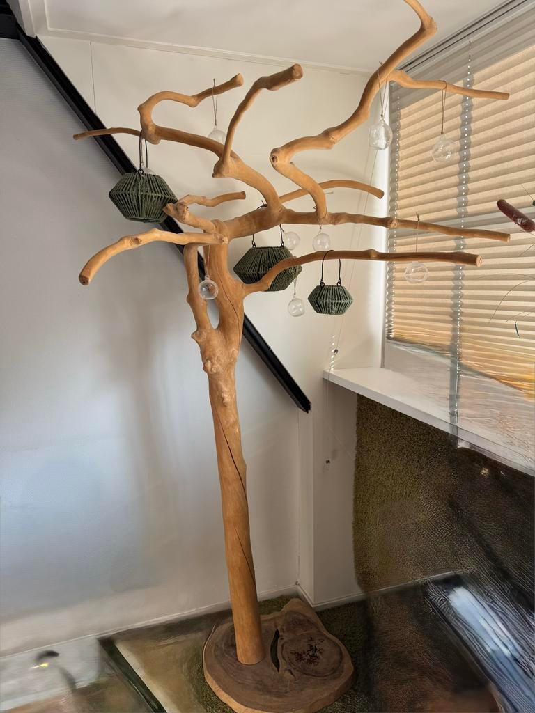 Unieke Java koffieboom, Ophalen, Zo goed als nieuw