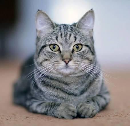 Adoptie kat of herplaatser gezocht, Poes