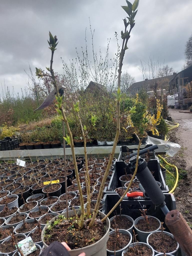 Syringa vulgaris 'schöne von Moskau', Tuin en Terras, Vaste plant, Halfschaduw, Lente, Ophalen