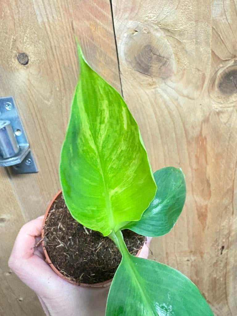 Musa cavendish variegata plant variegata aurea yellow mint, Ophalen of Verzenden, Halfschaduw, Minder dan 100 cm
