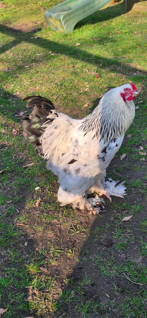 Jonge Brahma haan, Dieren en Toebehoren, Pluimvee, Mannelijk, Kip
