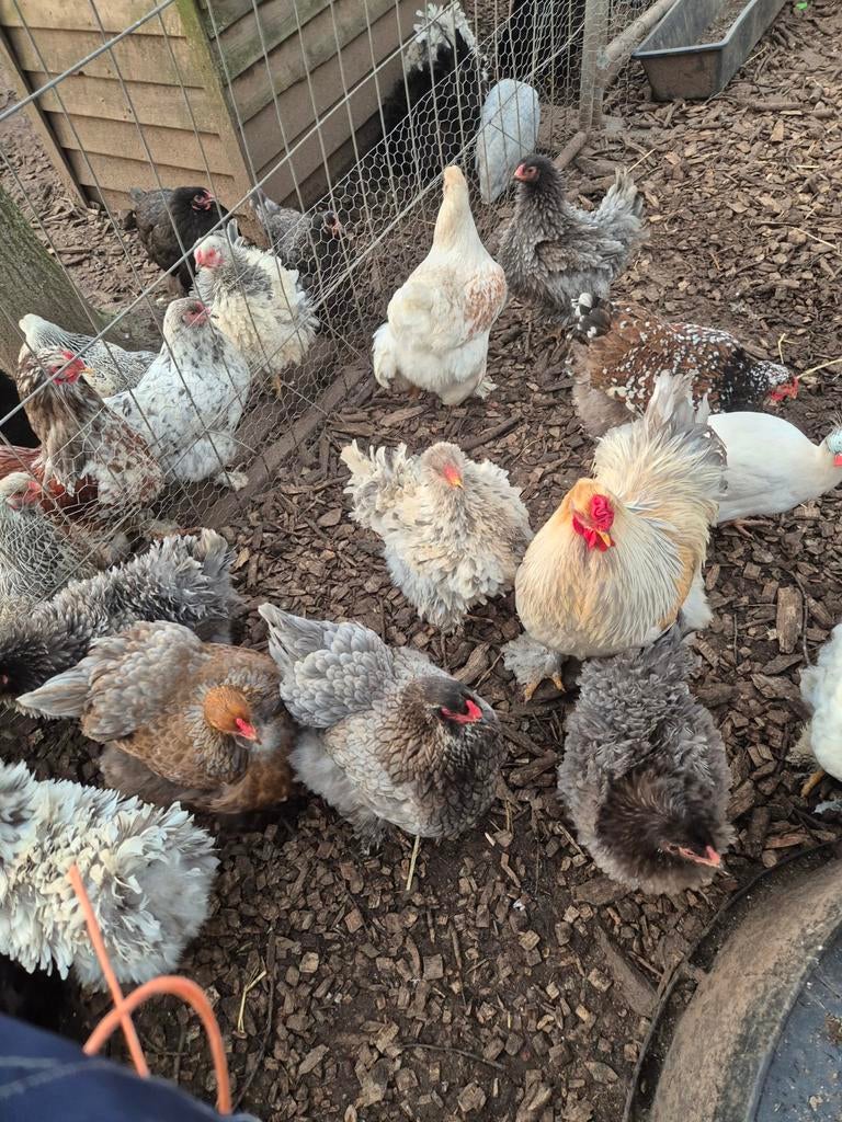 Brahma groot hennen te koop van zomer vorig jaar 2025, Dieren en Toebehoren, Pluimvee, Vrouwelijk, Kip