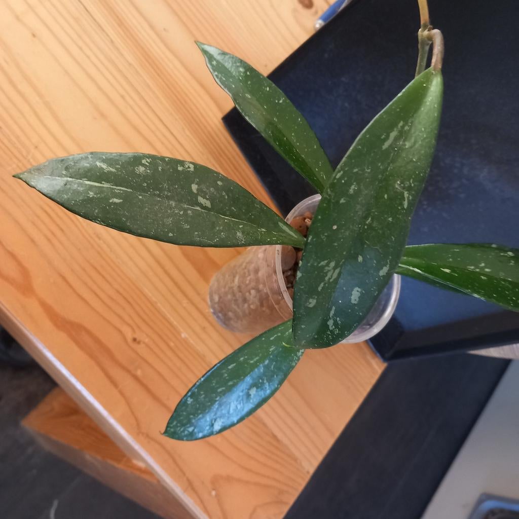 Hoya pubicalyx splash stek nr 100, Huis en Inrichting, Kamerplanten, Ophalen of Verzenden, Halfschaduw, Minder dan 100 cm