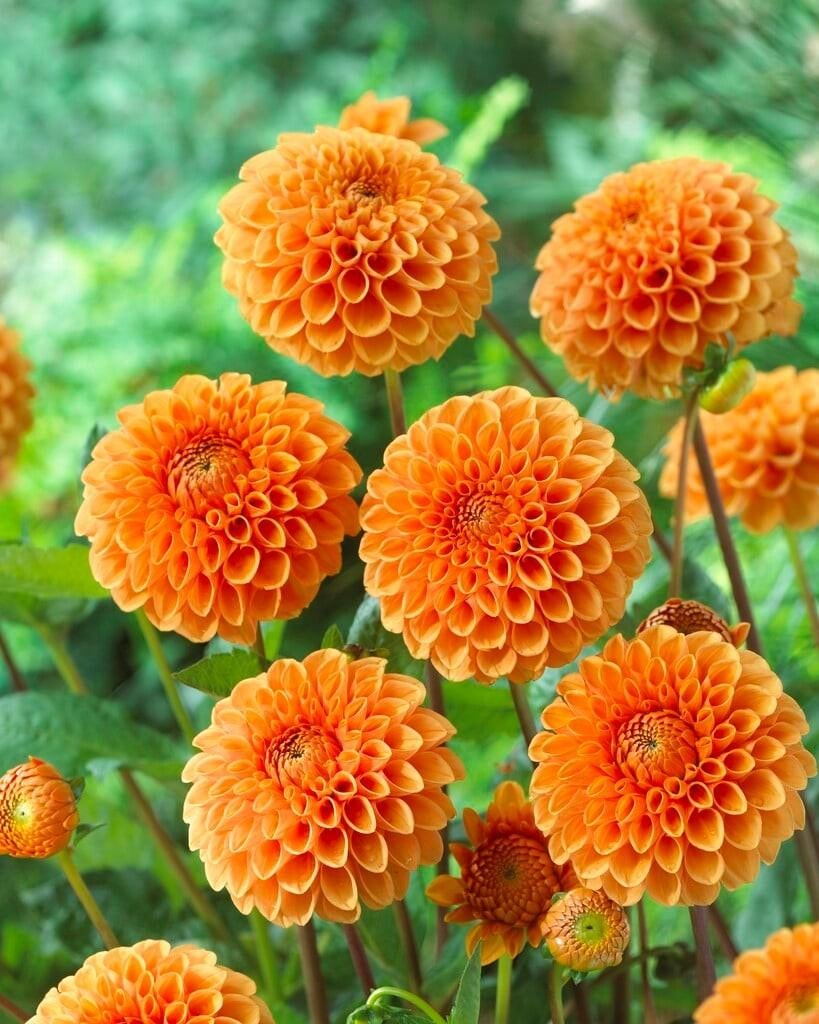 Dahlia, Ophalen of Verzenden, Volle zon, Knol