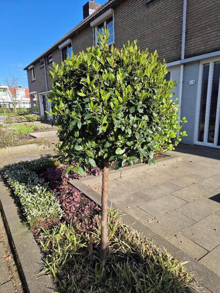 Boompjes op stam Viburnum Tinus/sneeuwbal (2 stuks), Ophalen, Halfschaduw, Overige soorten, Lente