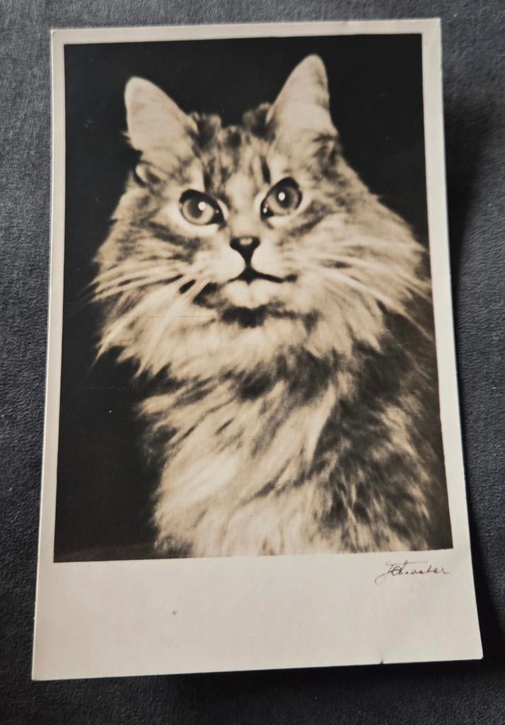 Antieke kaart Angora kater, Verzenden, Ongelopen, Hond of Kat