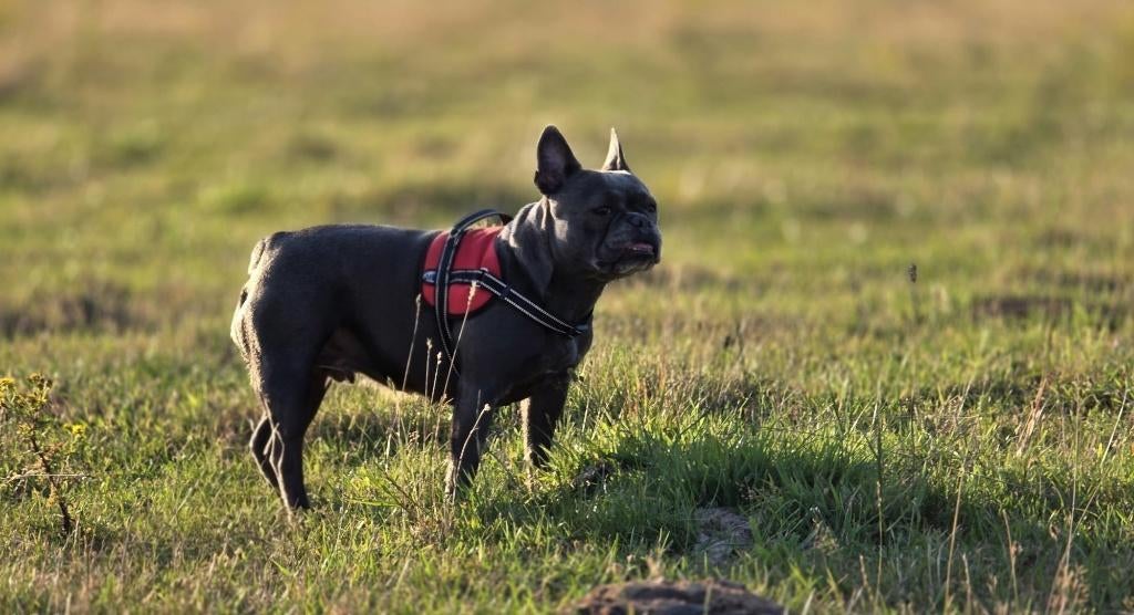 Franse Bulldog Lucy zoekt een nieuw thuis, Parvo, Teef, Bulldog, Eén hond