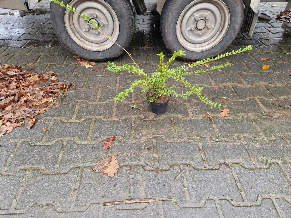 Lonicera nitida maigrun in pot, Ophalen of Verzenden, Beton, Overige typen