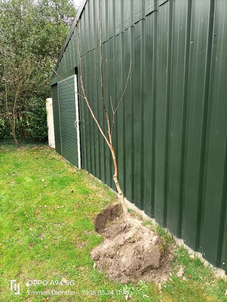 Walnotenbomen, Tuin en Terras, Planten | Bomen, Ophalen, Volle zon, Overige soorten