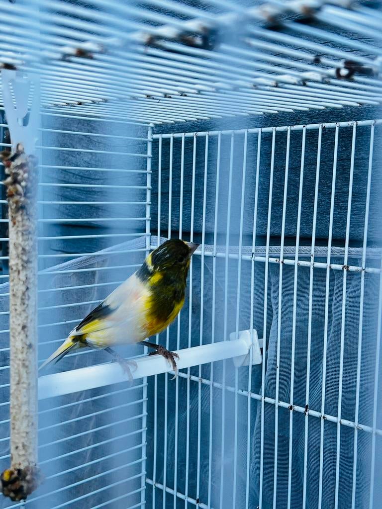 Kanarie, Dieren en Toebehoren, Vogels | Kanaries, Mannelijk, Kleurkanarie