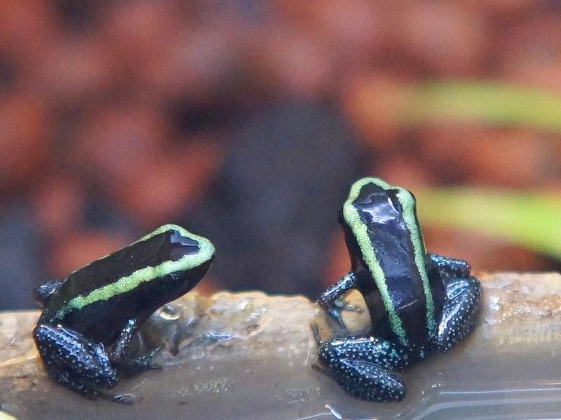 Phyllobates auroteania Green Frog - male for sale from chrisgarnalenshop nl