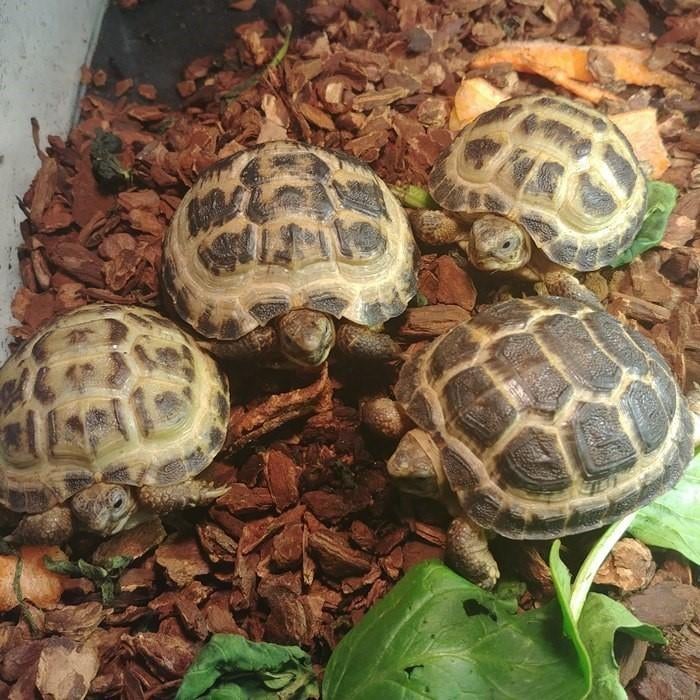 Testudo horsfieldi, Dieren en Toebehoren, Reptielen en Amfibieën, Schildpad, 0 tot 2 jaar