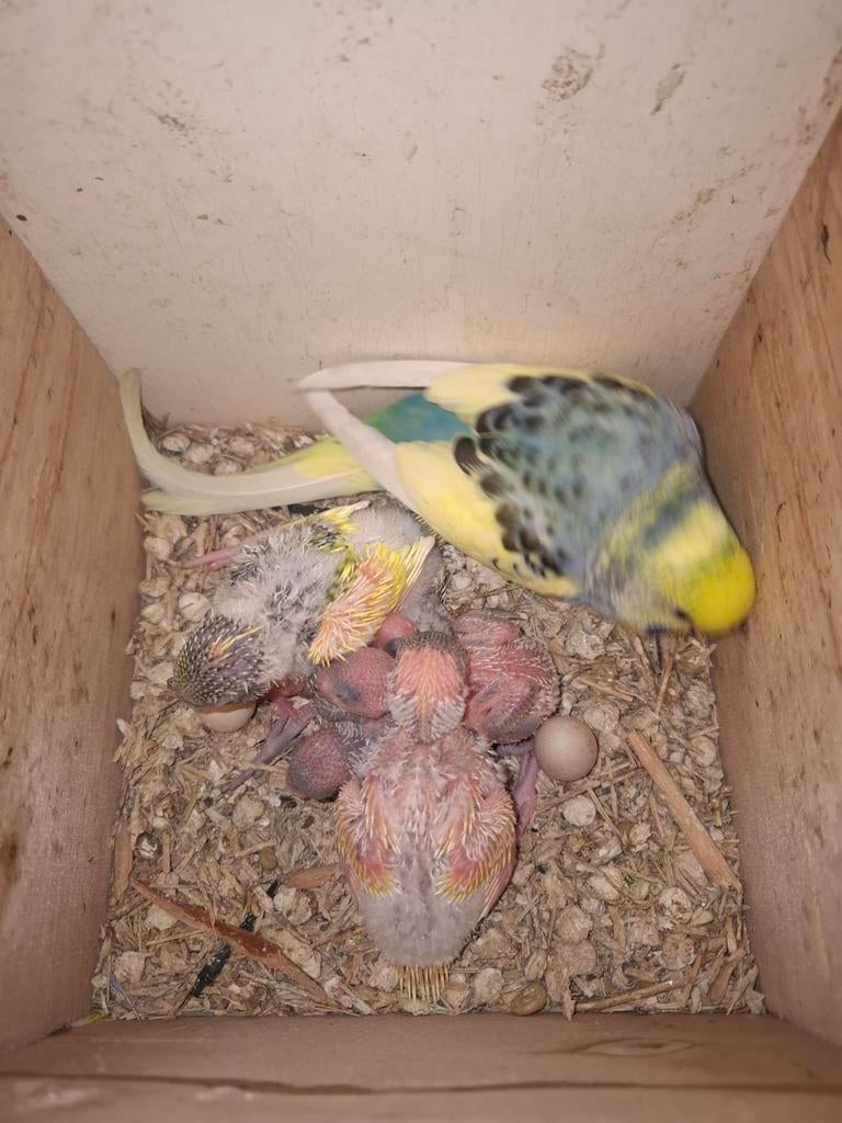 Te koop jongen grasparkieten om tam te maken., Dieren en Toebehoren, Vogels | Parkieten en Papegaaien, Meerdere dieren, Parkiet