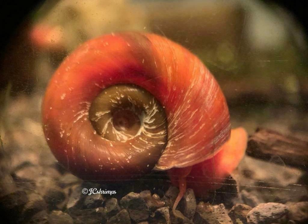 Posthoorn slak roze | Ramshoorn slakken, Dieren en Toebehoren, Slak of Weekdier