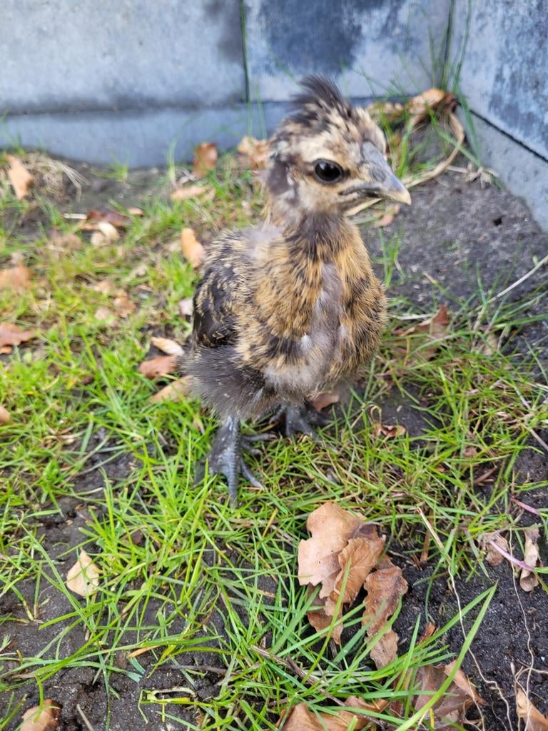 Lief zijdehoen kriel kuikentje, Geslacht onbekend, Kip