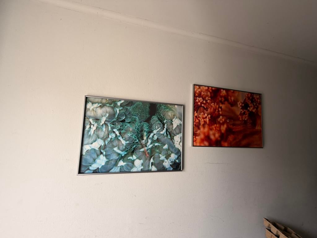 2 posters met lijst van vissen, Ophalen of Verzenden, Gebruikt, Kunststof, Minder dan 50 cm