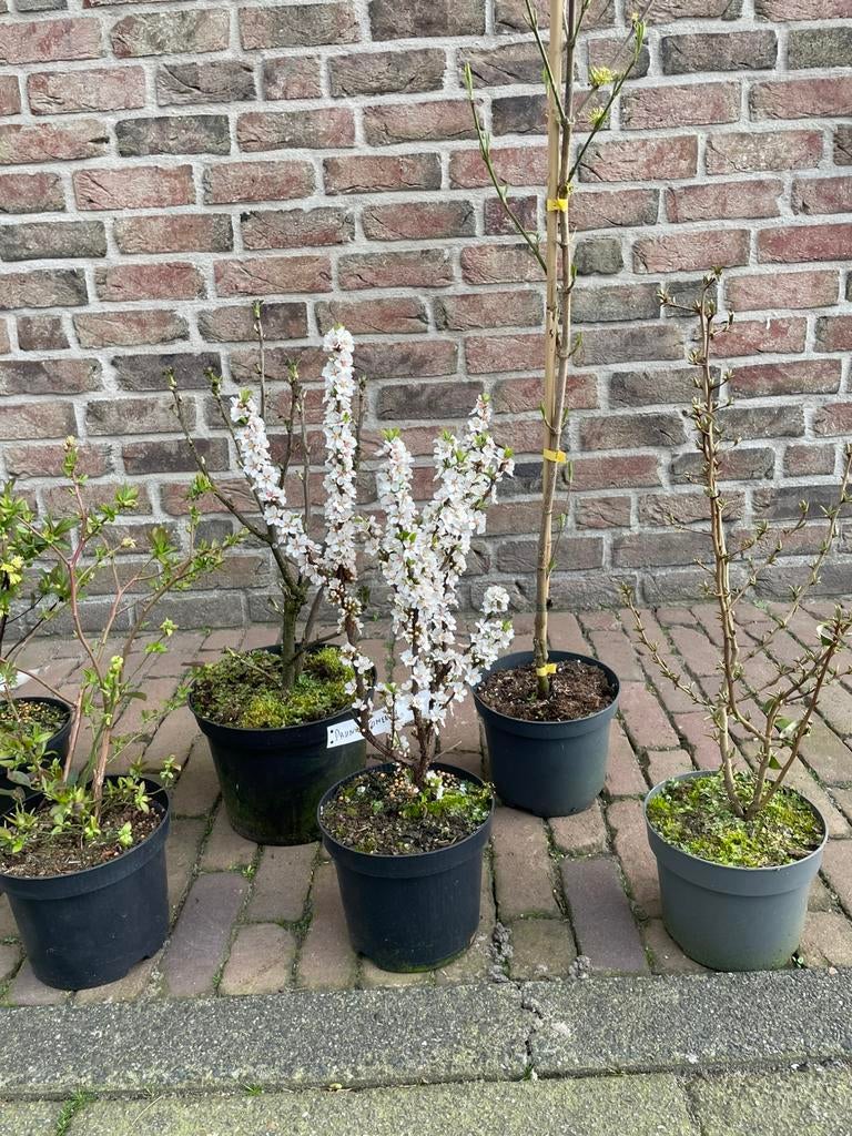 Planten voor het voedselbos, Tuin en Terras, Planten | Fruitbomen, Ophalen, Minder dan 100 cm, Overige soorten, Lente