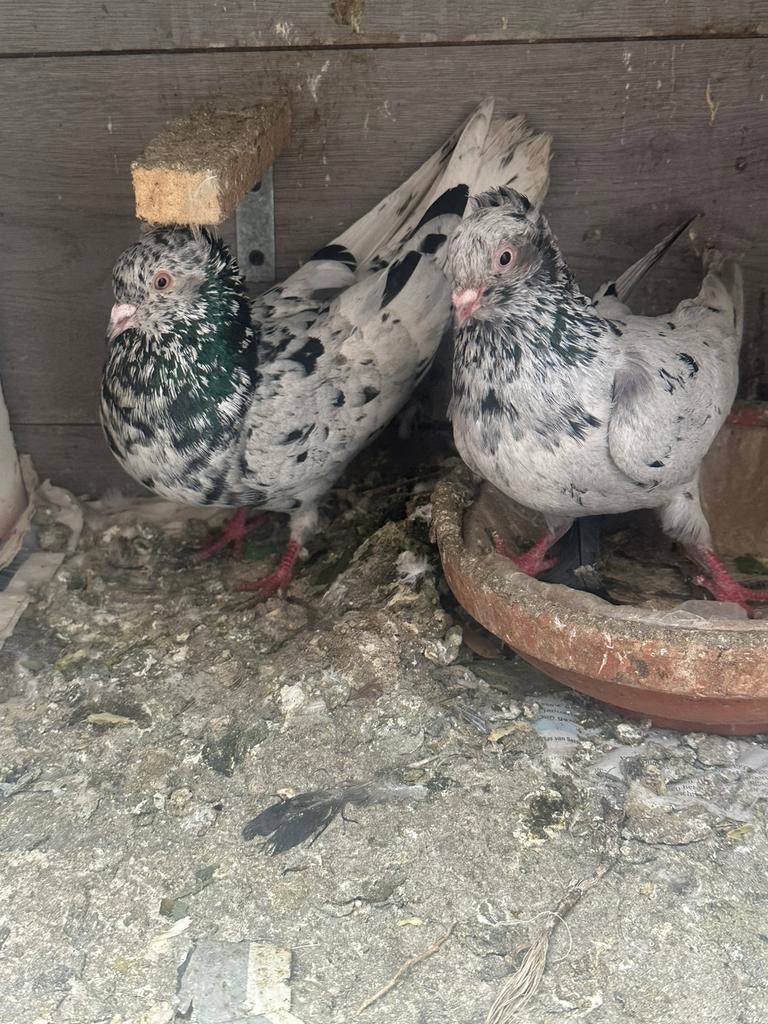 Duiven kleur, Meerdere dieren, Postduif