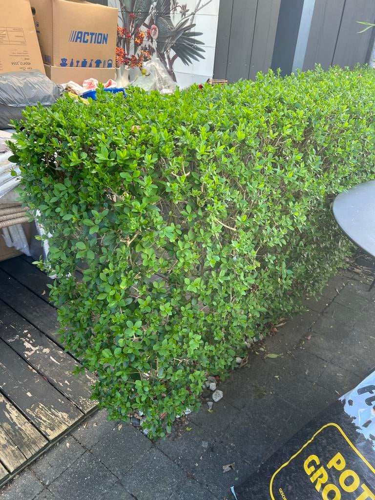 Buxus planten, Tuin en Terras, Vaste plant, Bloeit niet, Halfschaduw, Ophalen
