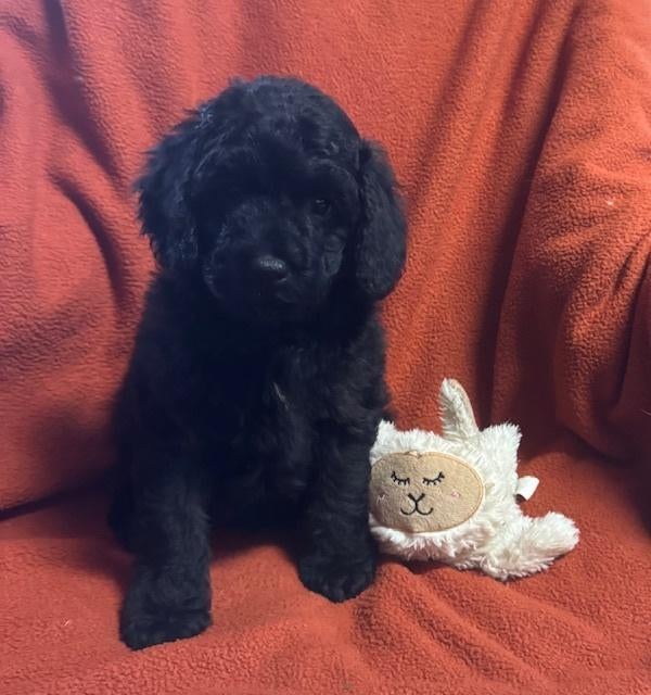 tekoop minie Australië labradoodle, HCC (leverziekte), Overige rassen, 8 tot 15 weken, Meerdere