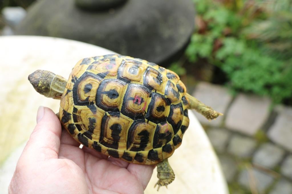 testudo hermanni hermanni griekse landschildpad Tortoise - female for sale from Wil