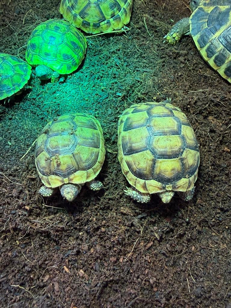 Breedrand schildpad Tortoise - unknown for sale from Stein