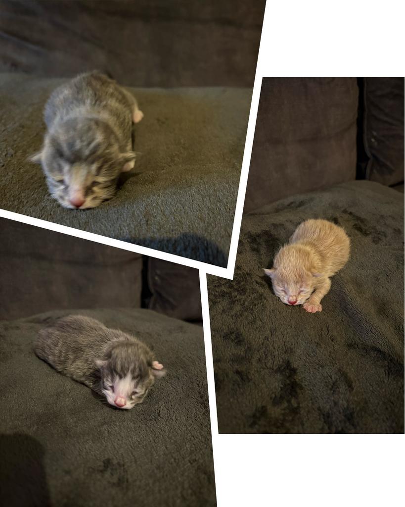 Lieve kittens, Dieren en Toebehoren, Geslacht onbekend, Kortharig, 0 tot 2 jaar