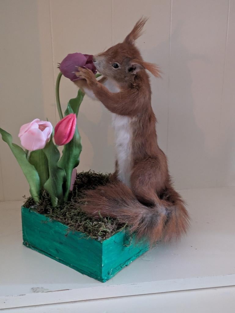 Eekhoorn taxidermie, Ophalen of Verzenden, Zo goed als nieuw, Wild dier, Opgezet dier