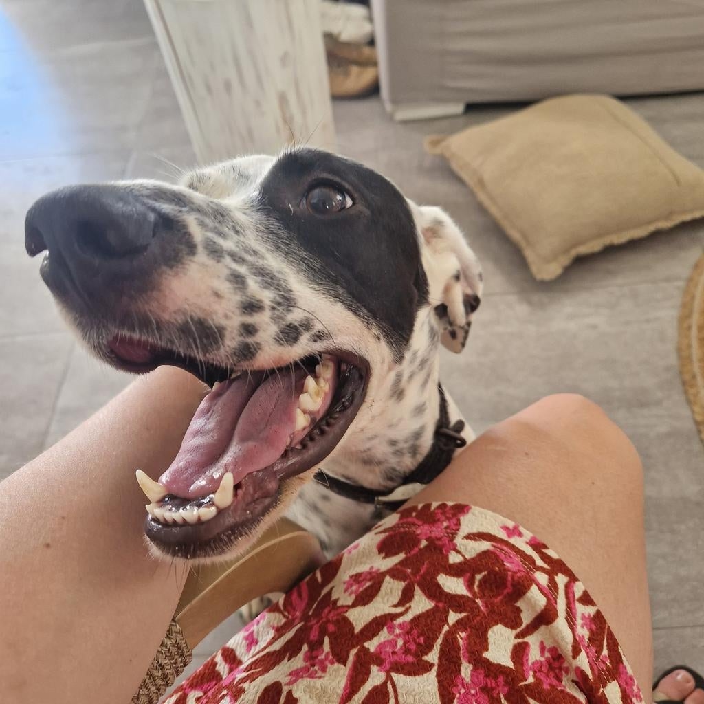 Allerliefste hond uit Griekenland!, Dieren en Toebehoren, Particulier, Overige rassen, 1 tot 2 jaar, Buitenland