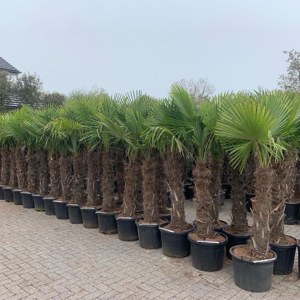 Olijfboom, Palmboom, Yucca rostrata, Vijgenboom, Leiboom,, Tuin en Terras, Planten | Bomen, Ophalen of Verzenden, 100 tot 250 cm