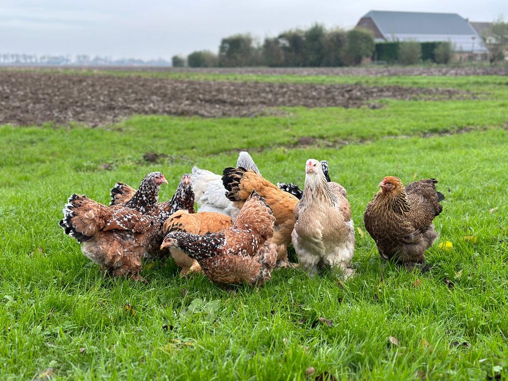 Jonge tamme Brahma kippen gesekst & ingeënt