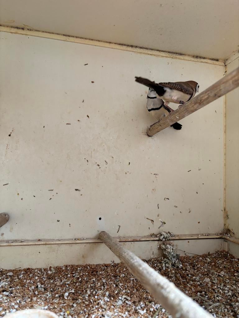 Bichenowastrilde koppels wildkleur en bruin, Dieren en Toebehoren, Vogels | Overige Vogels, Meerdere dieren
