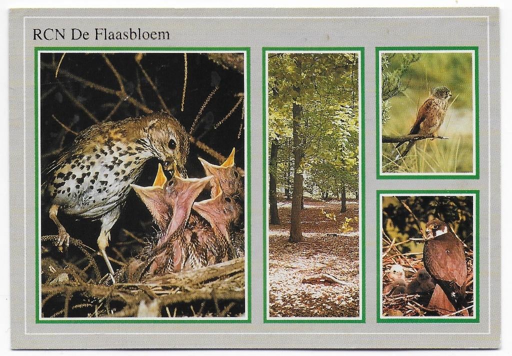 Chaam RCN Vakantiepark de Flaasbloem Ansichtkaart (B2556 ), Ophalen of Verzenden, Voor 1920, Gelopen