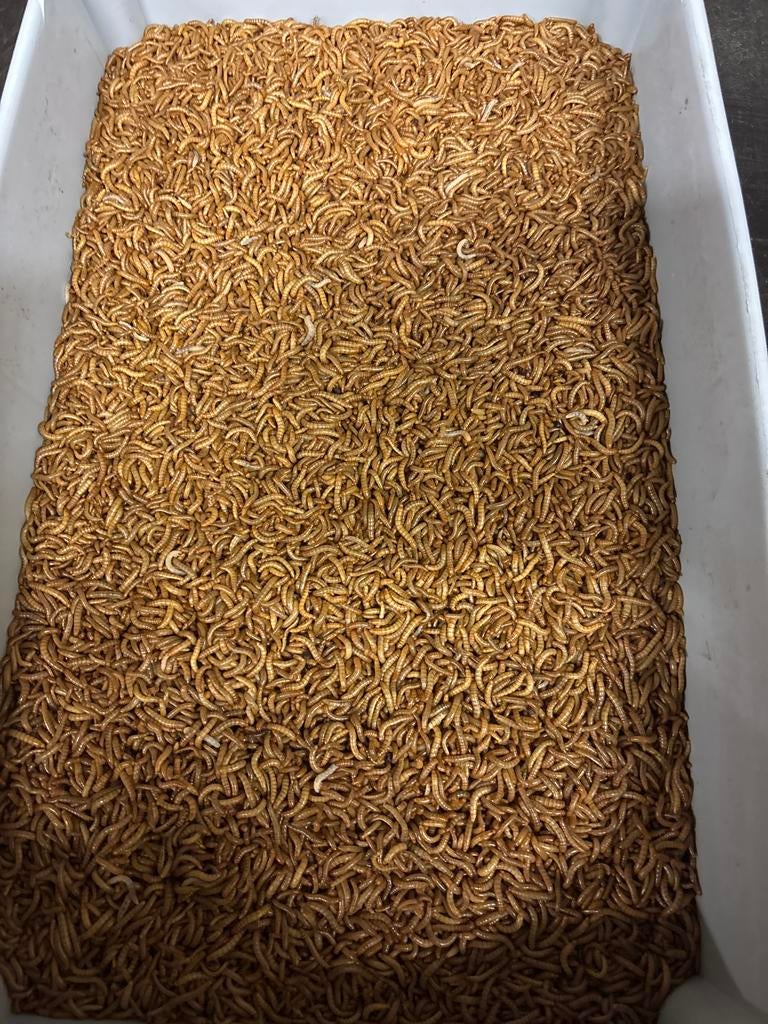 Meelwormen, Ophalen of Verzenden, Vogel