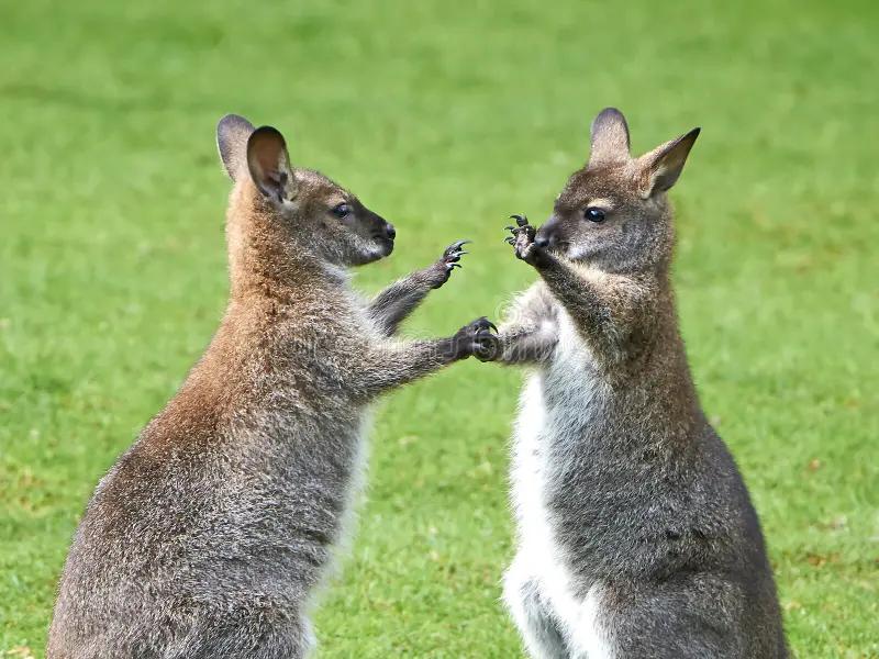 Gezocht: exotische zoogdieren, Dieren en Toebehoren, Knaagdieren, Januari, Meerdere dieren, Overige typen