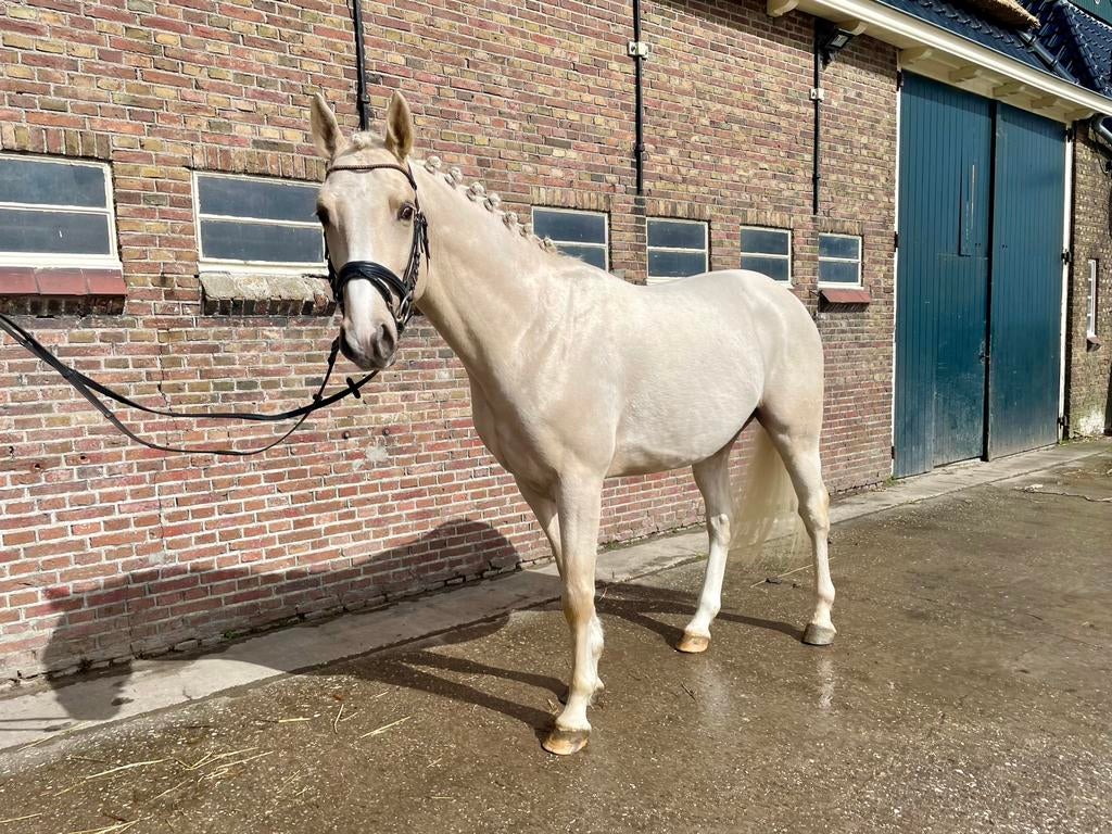 4 jarige gereden lichte palomino hengst met top karakter!, Dieren en Toebehoren, Paarden, Dressuurpaard, Hengst, 3 tot 6 jaar