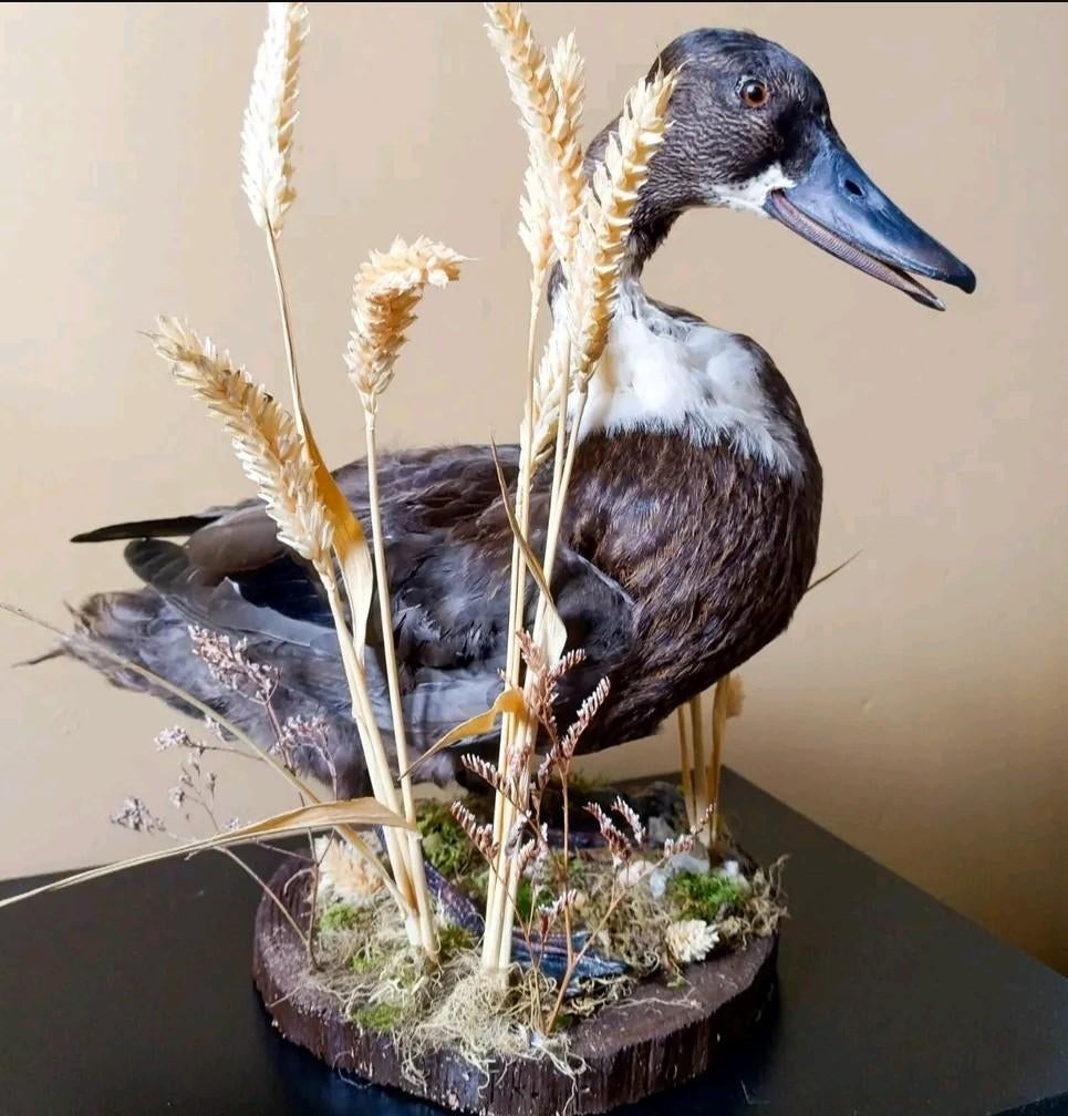 Opgezette parkeend / soepeend, Ophalen of Verzenden, Nieuw, Boerderijdier, Opgezet dier