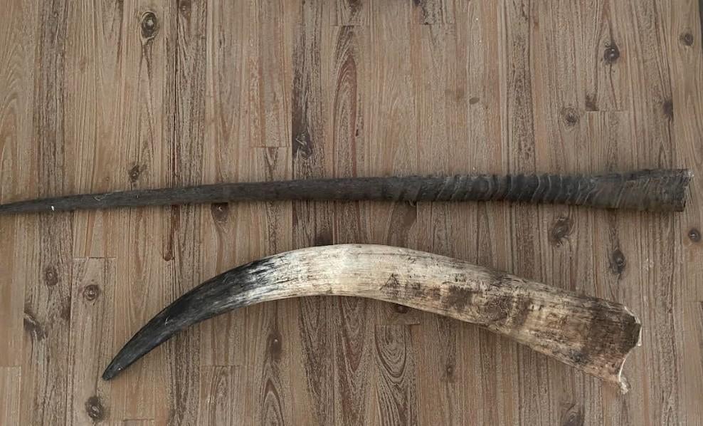 Kudu hoorn 100 cm + Buffelhoorn 75 cm, Ophalen, Nieuw, Wild dier, Overige typen