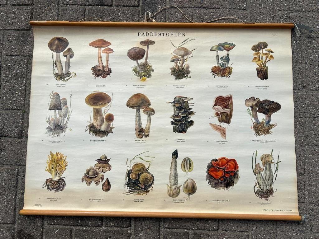 Paddenstoelen, Antiek en Kunst, Antiek | Schoolplaten, Ophalen of Verzenden, Aardrijkskunde