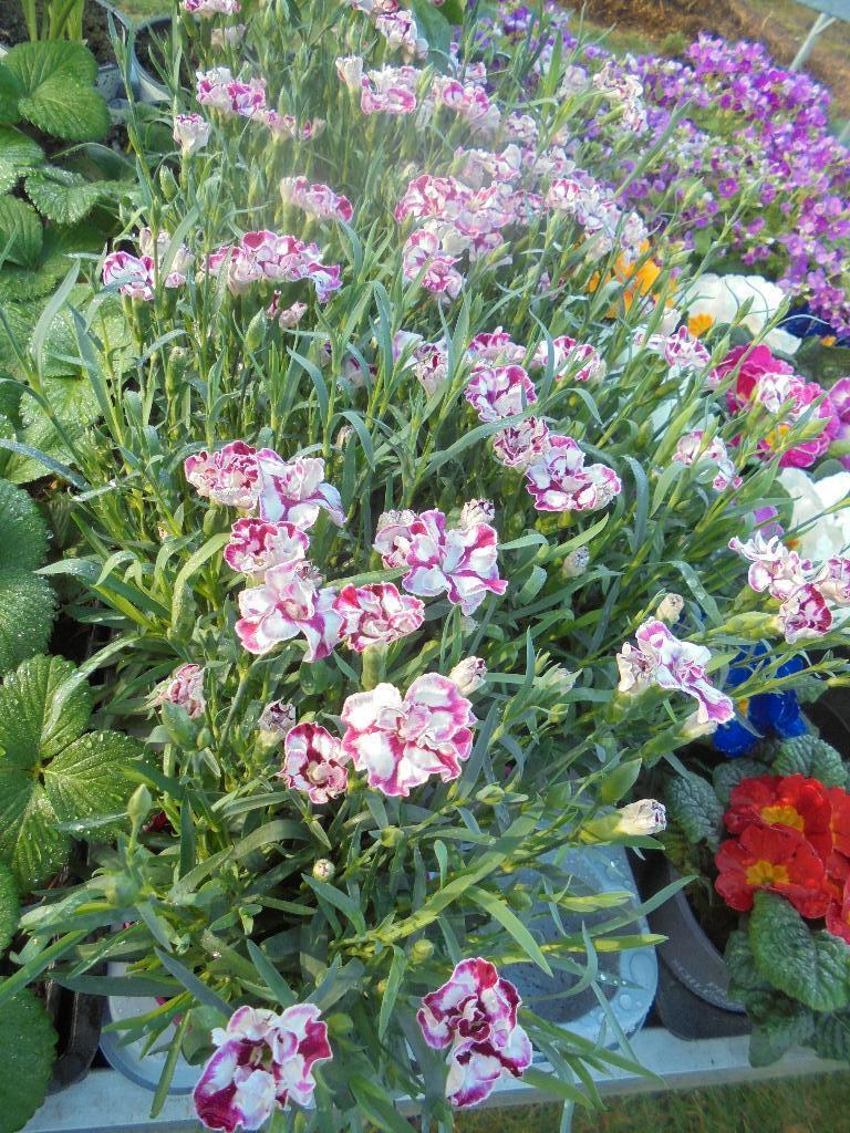 anjers en arabis, Overige soorten, Vaste plant, Ophalen of Verzenden, Halfschaduw