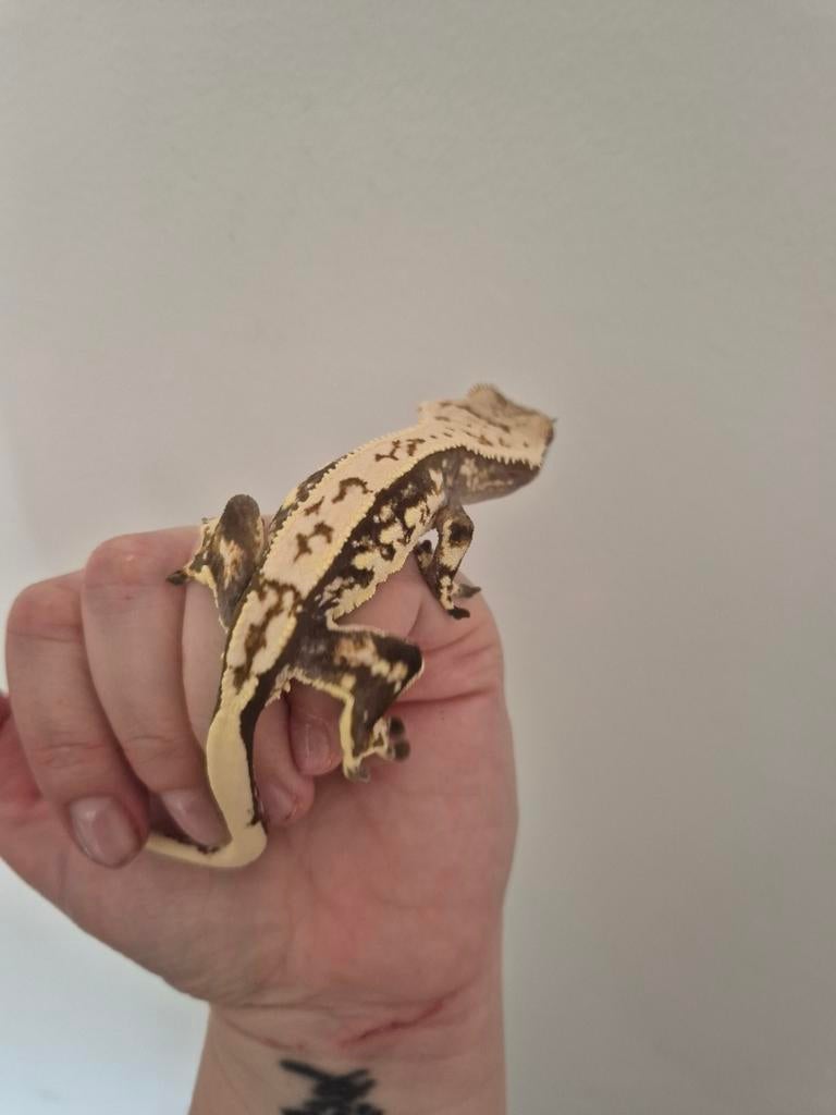 Correlophus ciliatus. Pinstripe Tricolor. Wimper gecko Crested Gecko - unknown for sale from TheDutchGeckos