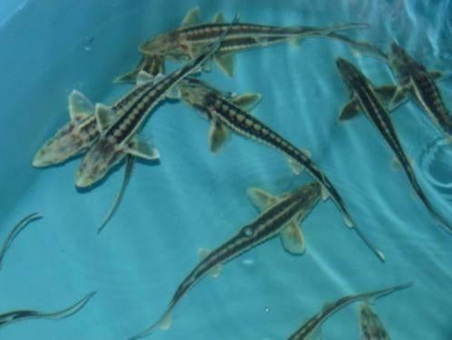 Zebra steur, Witte Diamantsteur 20–30 cm - Koidream Valburg, Dieren en Toebehoren, Vissen | Vijvervissen, Steur