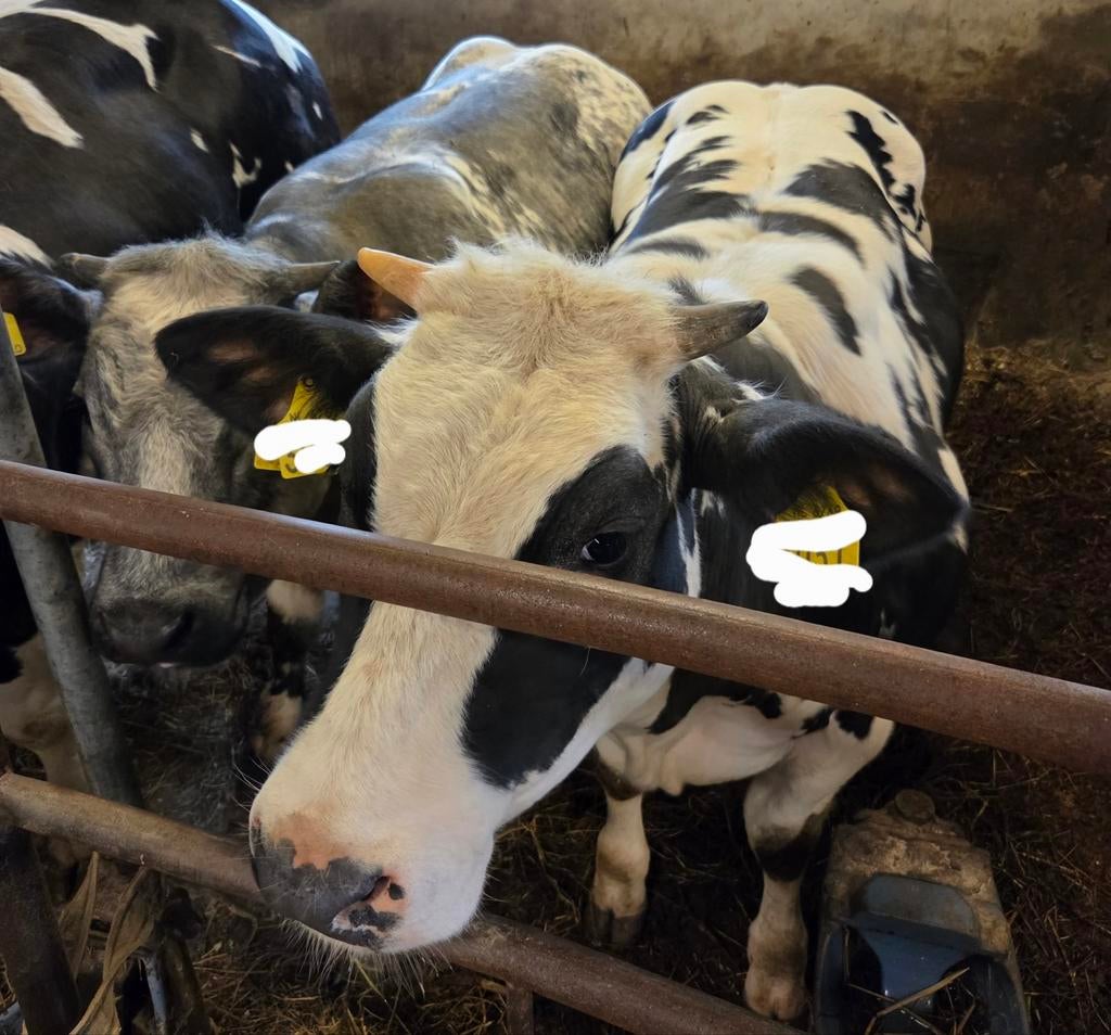 Te koop super dikbil pinken, Dieren en Toebehoren, Vrouwelijk