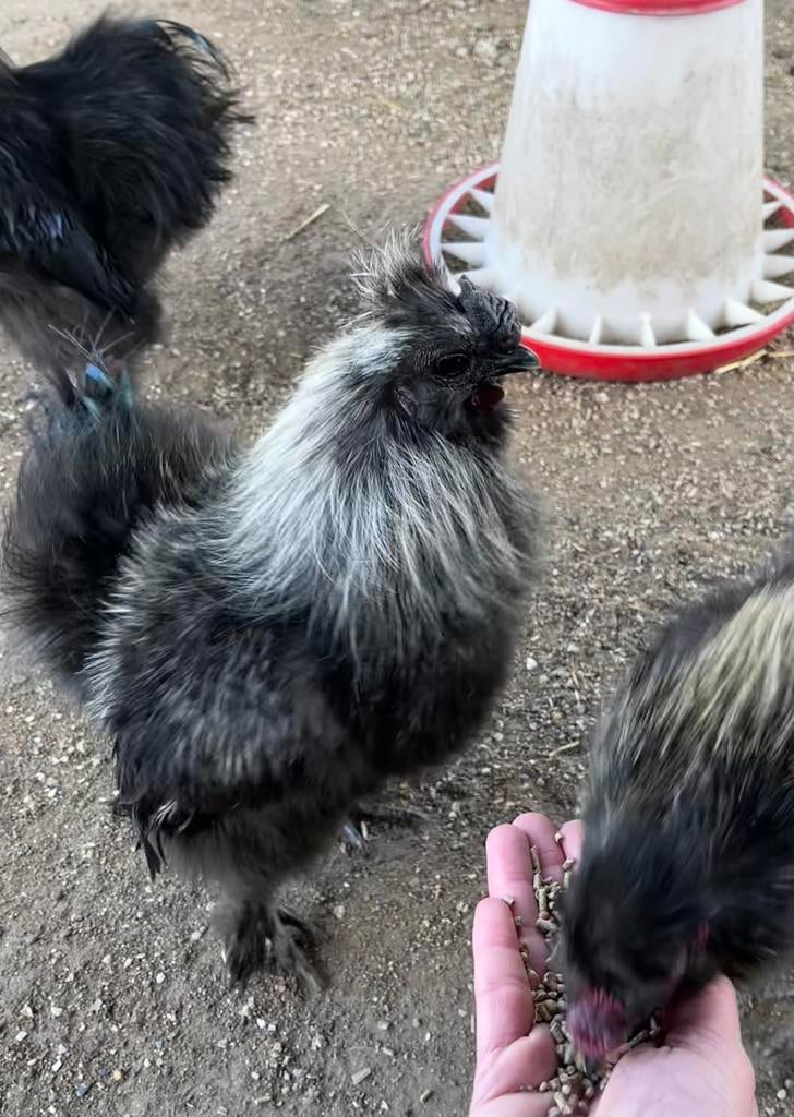 Zijdehoen kriel haantjes, Mannelijk, Kip