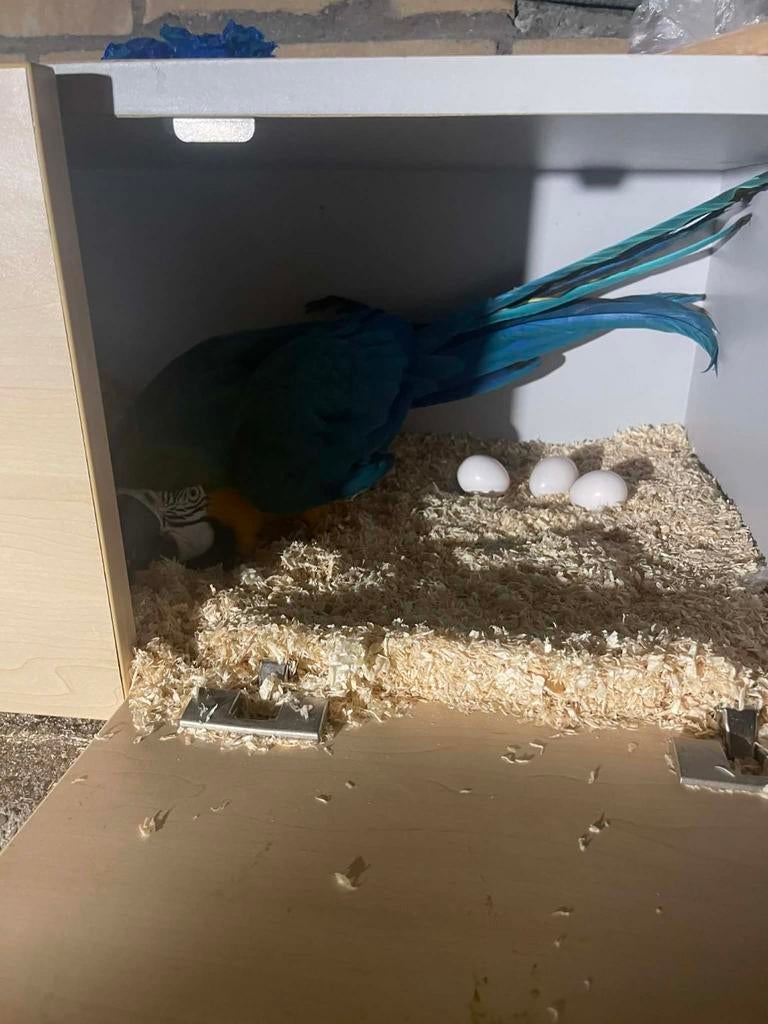 papegaai koppel, Vrouwelijk, Papegaai