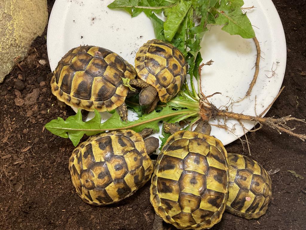 Griekse landschildpadden (THB) Tortoise - female for sale from Jorgen