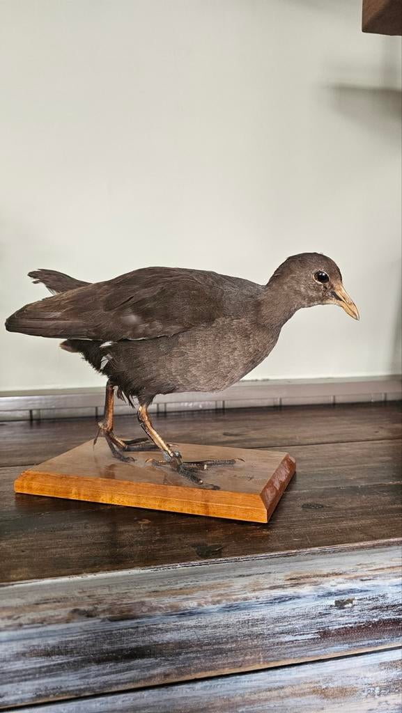 Opgezette Waterhoen, Ophalen of Verzenden, Gebruikt, Vogel, Opgezet dier