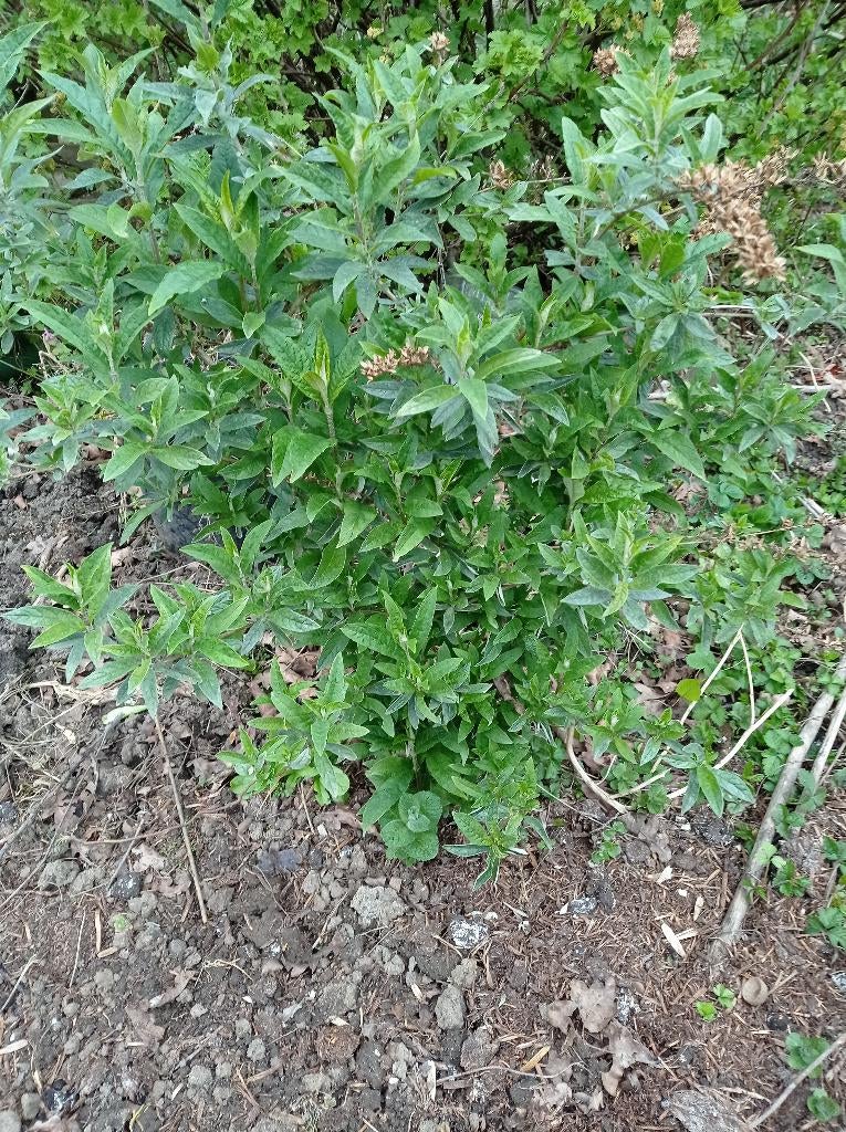 Paarse, biologische vlinderstruik, Ophalen, Vlinderstruik, Struik, Minder dan 100 cm