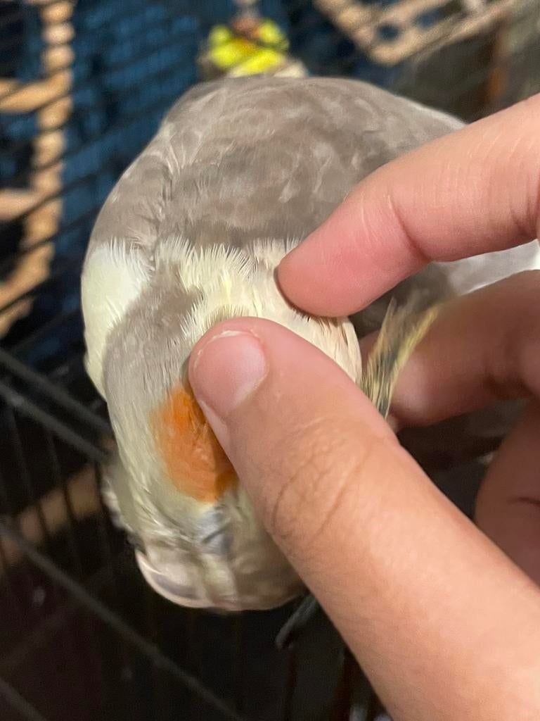 Coco zoekt een vriendje!, Dieren en Toebehoren, Vogels | Parkieten en Papegaaien, Mannelijk, Parkiet