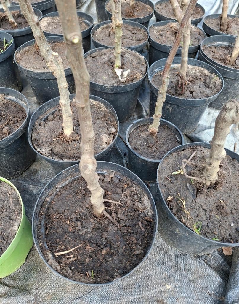 Appelbomen & Perenbomen op = op, Ophalen, Lente, In pot, Appelboom